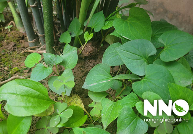 Nhân giống rau diếp cá từ thân