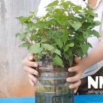 Rau diếp cá trồng thủy canh