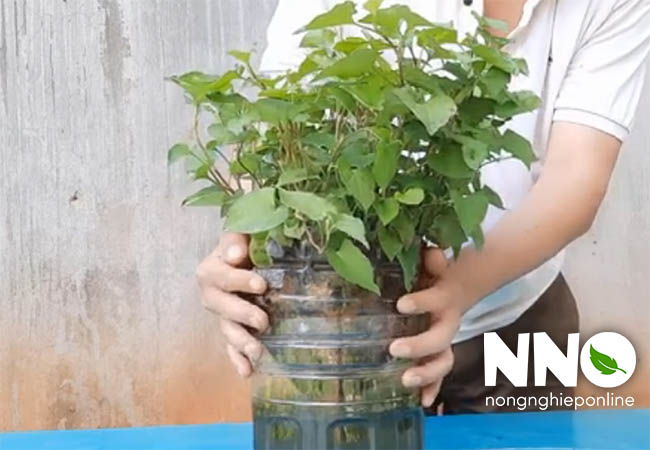 Rau diếp cá trồng thủy canh