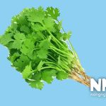 Cây rau mùi tiếng anh là gì