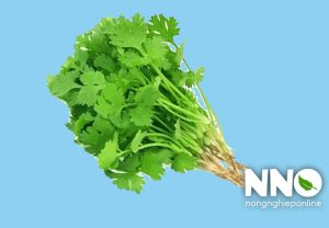 Cây rau mùi tiếng anh là gì