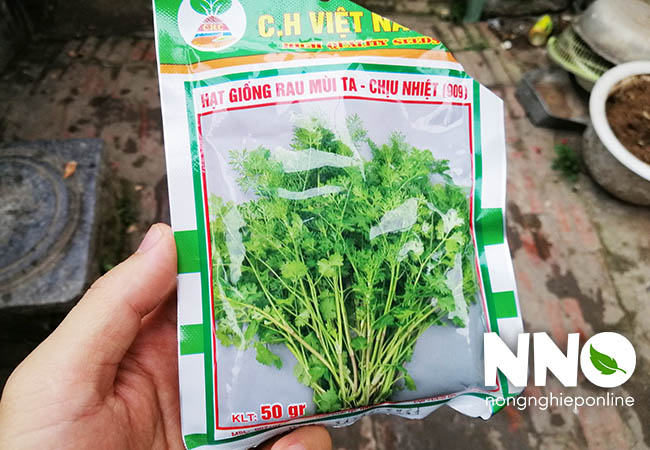 Thời vụ trồng rau mùi trong năm