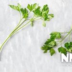 Thời vụ trồng rau mùi trong năm