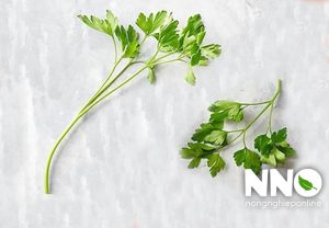 Thời vụ trồng rau mùi trong năm