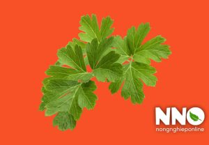 Thời vụ trồng rau mùi trong năm