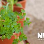 Rau mùi trồng bao lâu thu hoạch được