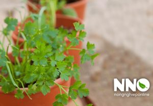 Rau mùi trồng bao lâu thu hoạch được