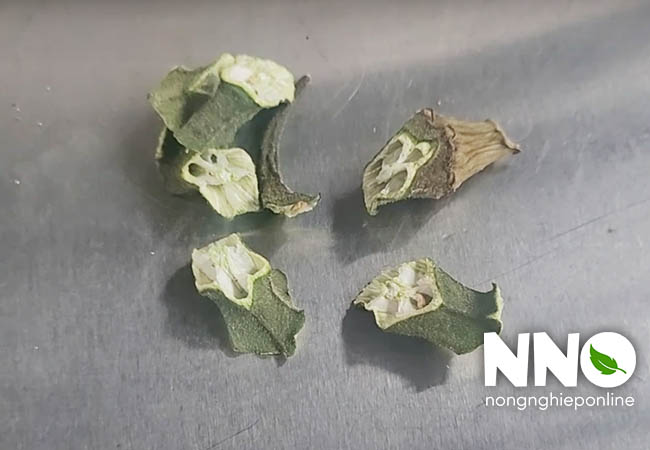 Đậu bắp