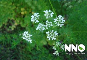 Rau mùi trồng bao lâu thu hoạch được