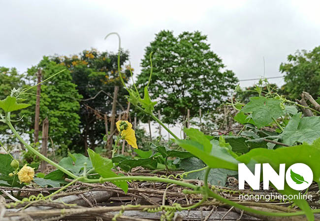 Hướng dẫn khoanh gốc mướp để cây phát triển tốt hơn