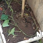 Hướng dẫn khoanh gốc mướp để cây phát triển tốt hơn