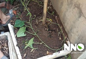 Hướng dẫn khoanh gốc mướp để cây phát triển tốt hơn