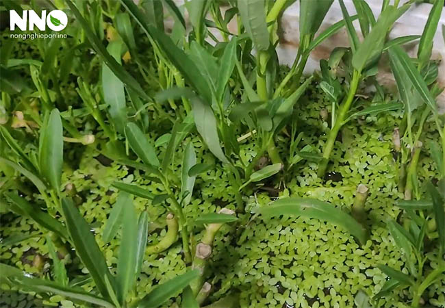 Cách bón phân cho rau muống trồng thùng xốp