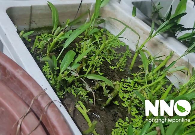 Cách bón phân cho rau muống trồng thùng xốp
