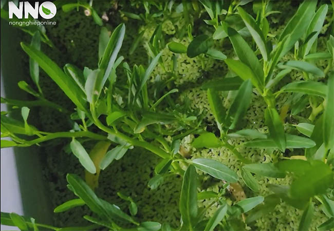 Cây rau muống cạn trồng nước được không