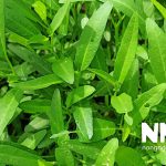 Cách bón phân cho rau muống trồng thùng xốp