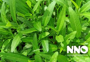 Cách bón phân cho rau muống trồng thùng xốp