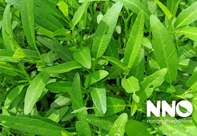 Cách bón phân cho rau muống trồng thùng xốp