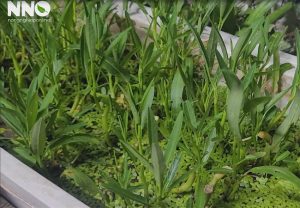 Cây rau muống cạn trồng nước được không