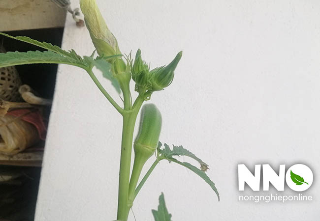 Cách thu hoạch đậu bắp đúng cách