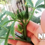 Cách thu hoạch đậu bắp đúng cách