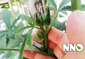 Cách thu hoạch đậu bắp đúng cách