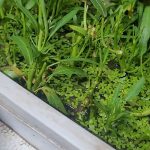 Hướng dẫn cách thu hoạch rau muống trồng thùng xốp