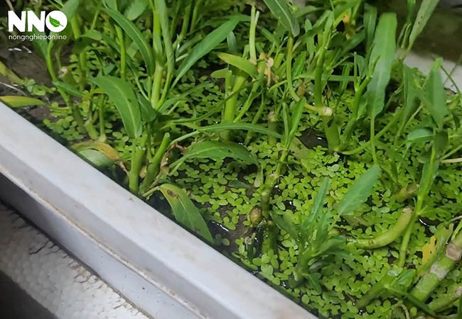 Hướng dẫn cách thu hoạch rau muống trồng thùng xốp
