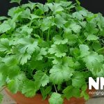 Tác dụng của cây rau mùi với sức khỏe