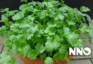 Tác dụng của cây rau mùi với sức khỏe