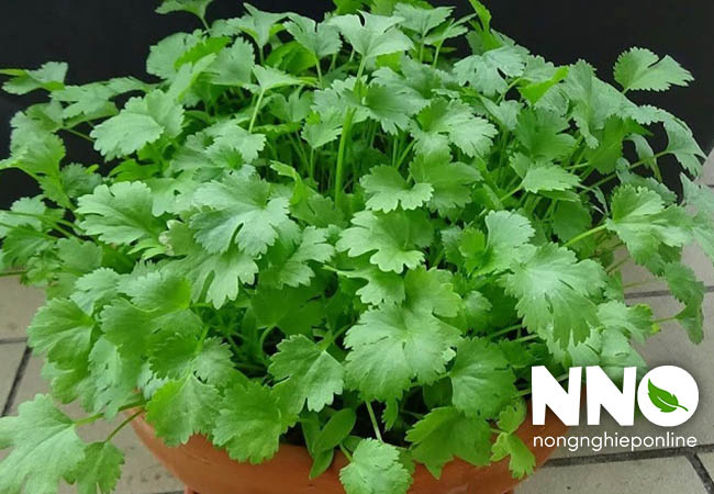 Tác dụng của cây rau mùi với sức khỏe
