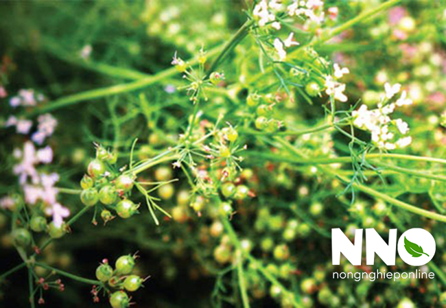 Cách nhân giống rau mùi trồng tại nhà