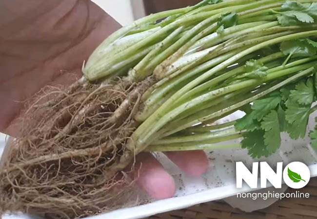 Cách trồng rau mùi bằng gốc