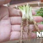 Cách trồng rau mùi bằng gốc
