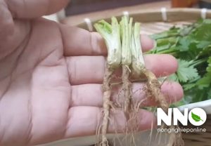 Cách trồng rau mùi bằng gốc