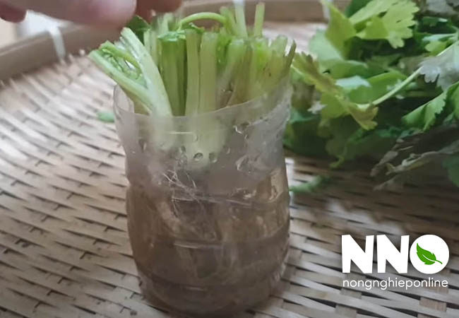 Cách trồng rau mùi bằng gốc