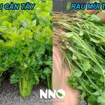 Cách phân biệt rau cần tây và rau mùi ta