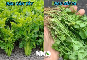 Cách phân biệt rau cần tây và rau mùi ta