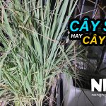 Cây sả hay cây xả