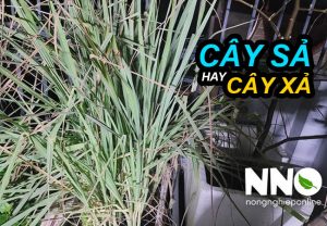 Cây sả hay cây xả