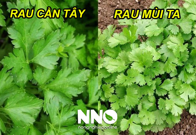 Cách phân biệt rau cần tây và rau mùi ta