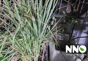 Cây sả