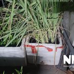 Cây sả củ sả tiếng Anh là gì