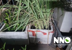 Cây sả củ sả tiếng Anh là gì