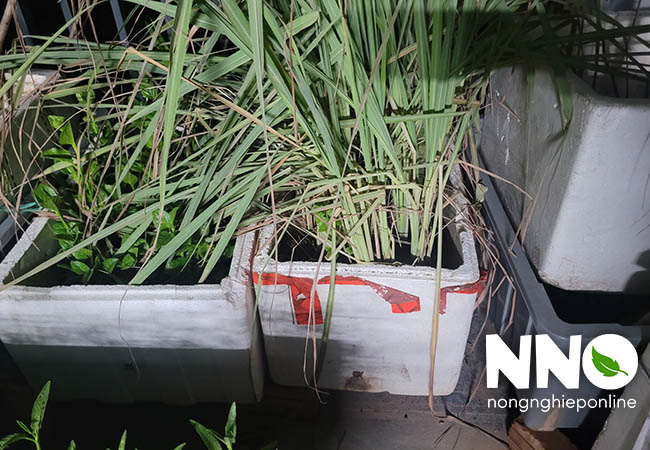 Cây sả củ sả tiếng Anh là gì