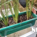 Cây sả củ sả tiếng Anh là gì