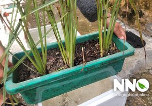 Cây sả củ sả tiếng Anh là gì