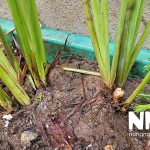 Cây sả củ sả tiếng Anh là gì