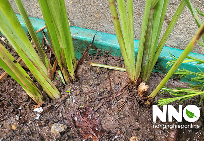 Cây sả củ sả tiếng Anh là gì
