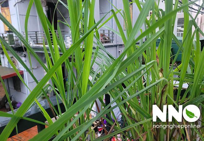 Cây sả trồng sân thượng
